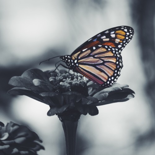 The Butterfly Comes Home